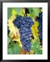 Cabernet Sauvignon Grapes, Napa Valley, California by Karen Muschenetz Limited Edition Pricing Art Print