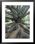 Trunk And Roots Of A Tree In Domain Park, Auckland, North Island, New Zealand, Pacific by Jeremy Bright Limited Edition Print