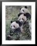 Three Subadult Giant Pandas Feeding On Bamboo Wolong Nature Reserve, China by Eric Baccega Limited Edition Print