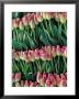 Pink Tulips, Skagit Valley, Washington, Usa by John & Lisa Merrill Limited Edition Print