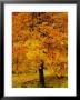 Ash Tree, Autumn Foliage, Peak District National Park, Derbyshire, England, Uk, Europe by David Hughes Limited Edition Print