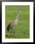 A Sandhill Crane, South Florida, Usa by Roy Rainford Limited Edition Print