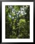 Rainforest Canopy In Arenal Hanging Bridges Park, Arenal, Costa Rica by Robert Harding Limited Edition Print