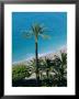 Palm Trees And Baie Des Anges, Nice, Cote D'azur, Alpes-Maritimes, Provence, France, Europe by Guy Thouvenin Limited Edition Print