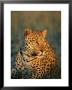 Male Leopard, Panthera Pardus, In Captivity, Namibia, Africa by Ann & Steve Toon Limited Edition Print