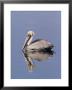 Brown Pelican (Pelicanus Occidentalis), J. N. Ding Darling National Wildlife Refuge, Florida by James Hager Limited Edition Print