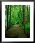 Pathway Through Forest At Chateau De Canon, Basse-Normandy, France by Diana Mayfield Limited Edition Print
