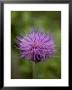 Macro Image Of Purple Chinese Wildflower, Jingshan, China by David Evans Limited Edition Print