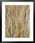 Wild Grass On Chesapeake Bay Shore by David Evans Limited Edition Print
