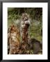 Young Wildcat Perches On A Tree Stump While Its Mother Watches by Norbert Rosing Limited Edition Pricing Art Print