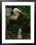 Great Blue Heron And Its Chick In Their Nest by Tim Laman Limited Edition Print