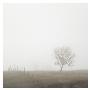Tree And Fence Ii by Shane Settle Limited Edition Print