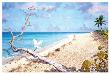 Out Tropical Island by Richard Shaffett Limited Edition Pricing Art Print