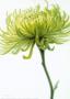 Olive Chrysanthemum by Annemarie Peter-Jaumann Limited Edition Print
