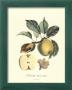 Apple by Pierre-Antoine Poiteau Limited Edition Print