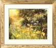 Golden Sunset by Mary Dipnall Limited Edition Print