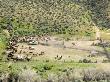 Aerial View Of Horses Herded Into A Corral, Malaga, Washington, Usa by Dennis Kirkland Limited Edition Pricing Art Print