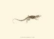 Sepia Lizard Ii by J. H. Richard Limited Edition Print