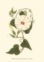 Blossoming Vine I by Sydenham Teast Edwards Limited Edition Print