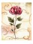 Copper Rose by Sophia Davidson Limited Edition Print