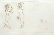 Variations Ix by Leonor Fini Limited Edition Print