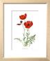 Poppies by Pamela Stagg Limited Edition Print