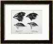 Finches From The Galapagos Islands Observed By Darwin by R.T. Pritchett Limited Edition Print