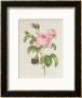 Rosa Centifolia by Pierre-Joseph Redoute Limited Edition Print