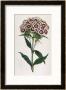 Sweet William Or Bearded Pink by William Curtis Limited Edition Print