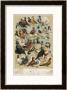 Fancy Pigeon Breeds by A.F. Lydon Limited Edition Print