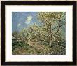 Springtime At Veneux, 1880 by Alfred Sisley Limited Edition Print