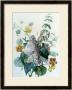 Study Of Lilac, Capucine And Fuchsia by Pierre-Joseph Redoute Limited Edition Print