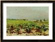View Of The Vineyards, 1880 by Henri De Toulouse-Lautrec Limited Edition Print