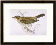 Song Thrush by Reverend Francis O. Morris Limited Edition Pricing Art Print