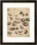Cats, Lions And Dragons, Drawing, Royal Library, Windsor by Leonardo Da Vinci Limited Edition Print