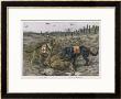 Two Red Cross Rescue Dogs A German Shepherd by Louis Agassiz Fuertes Limited Edition Print