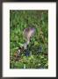 Florida Sandhill Crane by Brian Kenney Limited Edition Print