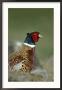 Pheasant, Phasianus Colchicus Portrait Of Adult Male, Scotland by Mark Hamblin Limited Edition Print