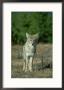 Coyote, Canis Latrans Adult Standing On Forest Edge Yellowstone National Park, Wyoming by Mark Hamblin Limited Edition Print