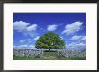 Common Oak Tree, Peak District National Park, England by Mark Hamblin Limited Edition Print