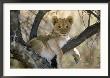 African Lion, Cub, Botswana by Mark Hamblin Limited Edition Pricing Art Print