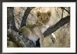 African Lion, Cub, Botswana by Mark Hamblin Limited Edition Print