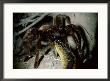 Tarantula, Eating Snake, Venezuela by Nick Gordon Limited Edition Print