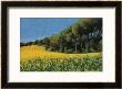 Sunflowers In Perugia by Helen J. Vaughn Limited Edition Print