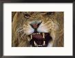 Close-Up Of Growling Male Lion by John Botkin Limited Edition Pricing Art Print