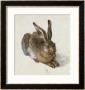 Hare, 1502 by Albrecht Durer Limited Edition Pricing Art Print