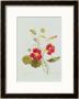 Tropaeolum Majus Var (Nasturtium) by Pierre-Joseph Redoutã© Limited Edition Print