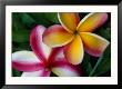 Frangipani Flower Detail, Cook Islands by Jean-Bernard Carillet Limited Edition Print