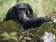 Male Chimpanzee Resting On Rock 'Pax', Gombe National Park, Tanzania, 2002 by Anup Shah Limited Edition Print