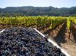 Harvested Wine Grapes In Napa Valley, California, Usa by David R. Frazier Limited Edition Print